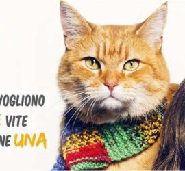 A spasso con Bob