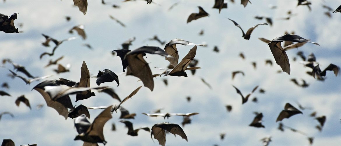 Zanzare e Pipistrelli Come Eliminare le Fastidiose Punture