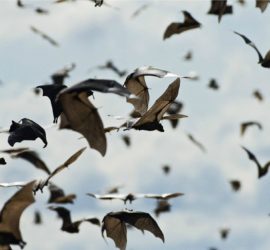 Zanzare e Pipistrelli Come Eliminare le Fastidiose Punture